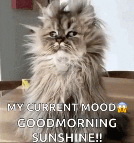 Ochtend mood